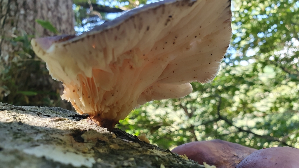 Omphalotus japonicus · September 2023 · photo: © ulrikke7 (iNaturalist, cc0)