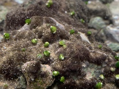 Pyrgulopsis avernalis