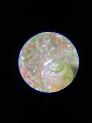 Pyrgulopsis avernalis