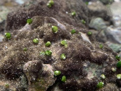 Pyrgulopsis avernalis