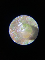 Pyrgulopsis avernalis