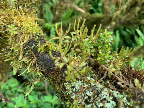 Peperomia inaequalifolia, photograph 4