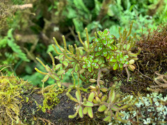 Peperomia inaequalifolia, photograph Carrie Seltzer, CC BY, iNaturalist via GBIF