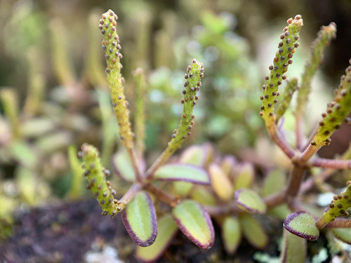 Peperomia inaequalifolia, photograph 5