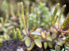 Peperomia inaequalifolia, photograph Carrie Seltzer, CC BY, iNaturalist via GBIF