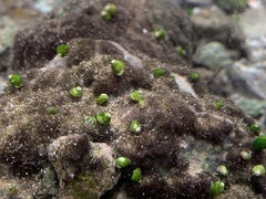 Pyrgulopsis avernalis