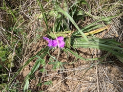 Tradescantia tharpii