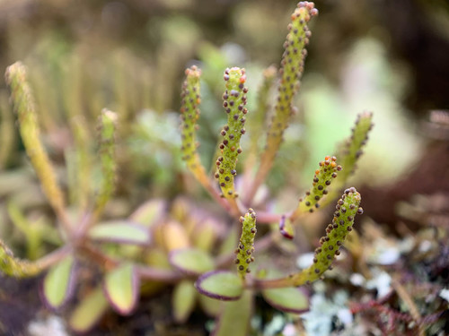 Peperomia inaequalifolia, photograph 6