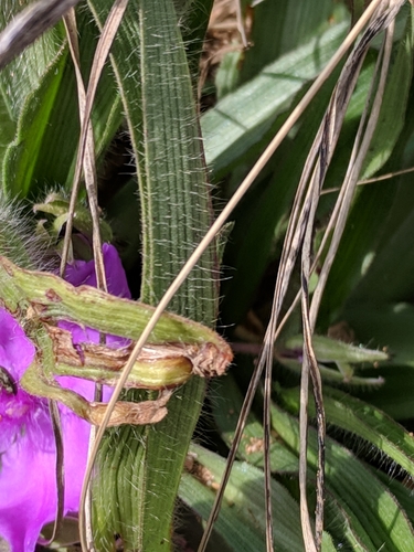 Image of Tradescantia tharpii by (c) Alison Northup, some rights reserved (CC BY)