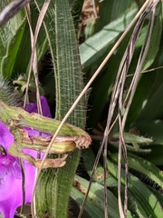 Tradescantia tharpii