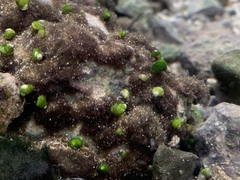 Pyrgulopsis avernalis