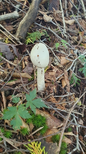 Amanita