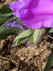 Tradescantia tharpii