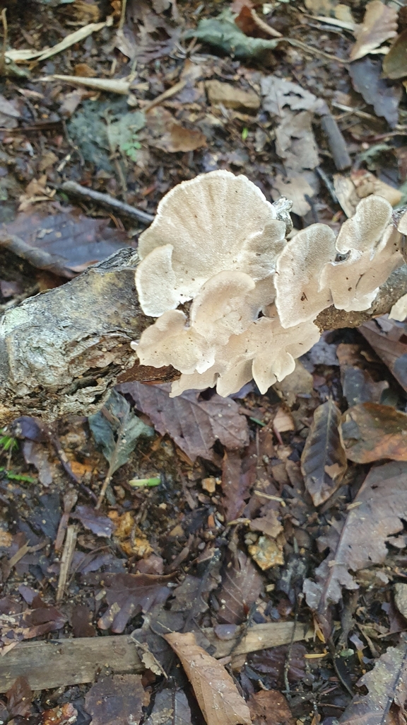 Trichaptum biforme · September 2023 · photo: © ulrikke7 (iNaturalist, cc0)