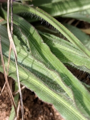 Tradescantia tharpii