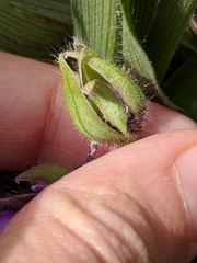 Tradescantia tharpii