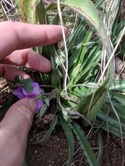 Tradescantia tharpii