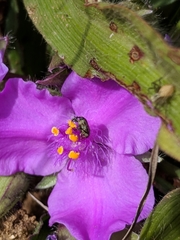 Tradescantia tharpii