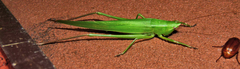 Neoconocephalus robustus