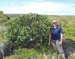 Pseudopanax crassifolius × lessonii