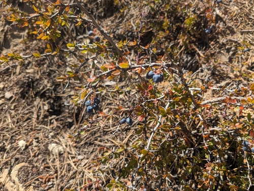 Image of Berberis cretica by (c) Marios Thoma, some rights reserved (CC BY)