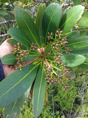 Pseudopanax crassifolius × lessonii