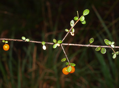 Neomyrtus pedunculata