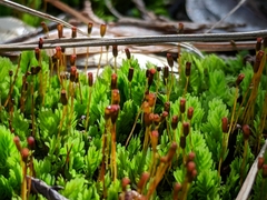 Fissidens obtusifolius
