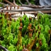 Blunt Pocket Moss - Photo (c) Alison Northup, some rights reserved (CC BY), uploaded by Alison Northup