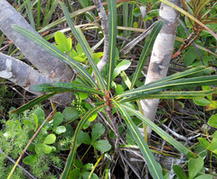 Pseudopanax crassifolius × lessonii
