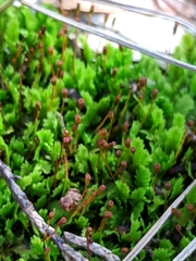 Fissidens obtusifolius