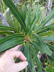 Pseudopanax crassifolius × lessonii