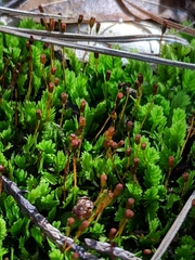 Fissidens obtusifolius