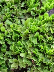 Fissidens obtusifolius