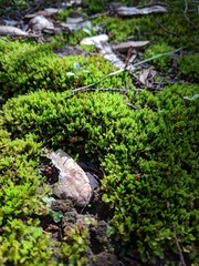 Fissidens obtusifolius