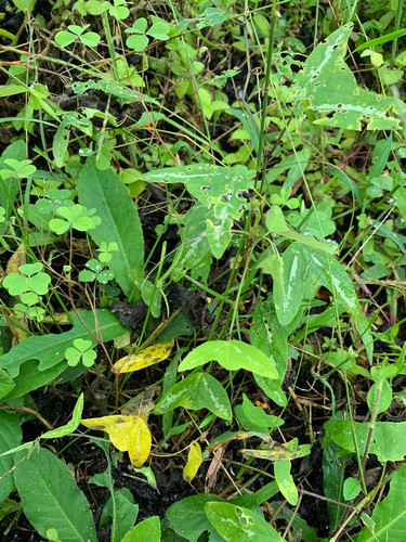 Passiflora colinvauxii (Passiflora colinvauxii)