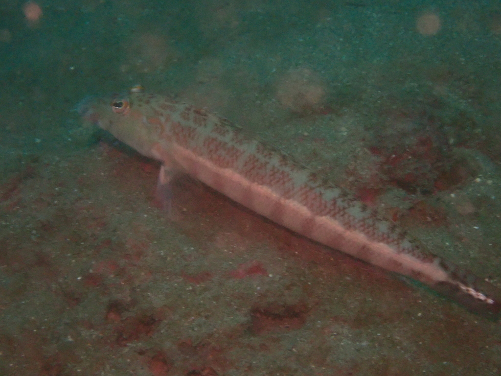 Java Sandperch
