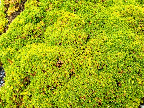 Arenaria bryoides (Arenaria bryoides)