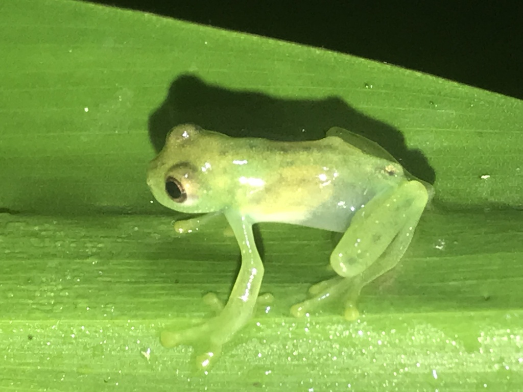 Emerald Glass Frog from Vía Florida - el Cedral, Pereira, Risaralda, CO ...