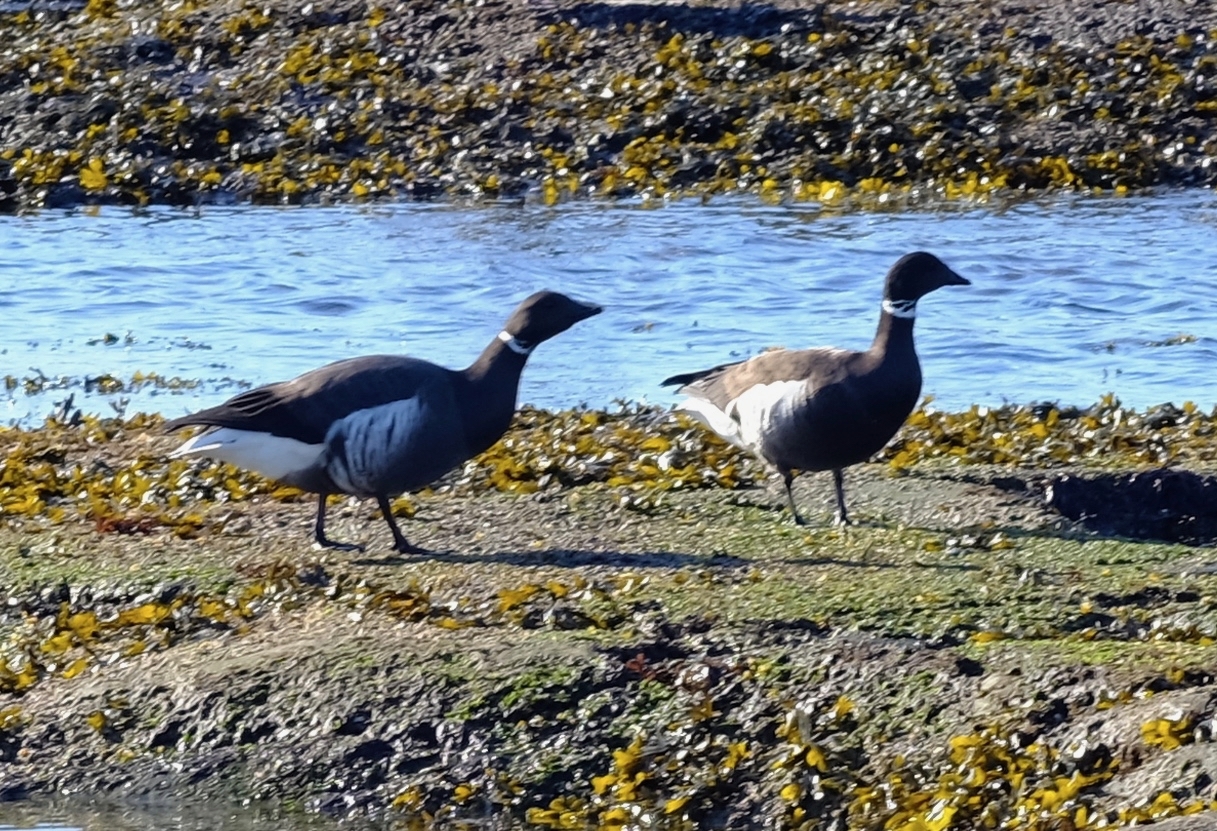 Brant Goose
