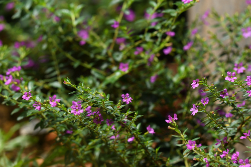 Cuphea hyssopifolia