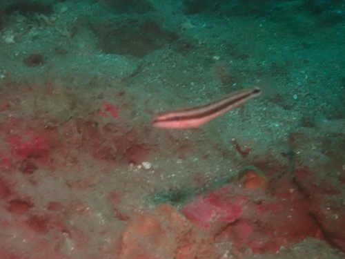 Springers sabeltand-slijmvis (Petroscirtes springeri) — Blenniidae — 5