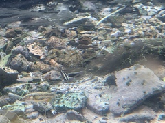 Crenichthys baileyi moapae