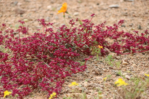 Image of Trianthema parvifolium by (c) Tony Rebelo, some rights reserved (CC BY-SA)