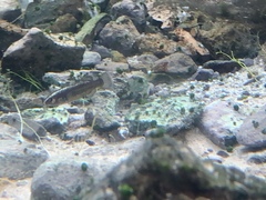 Crenichthys baileyi moapae