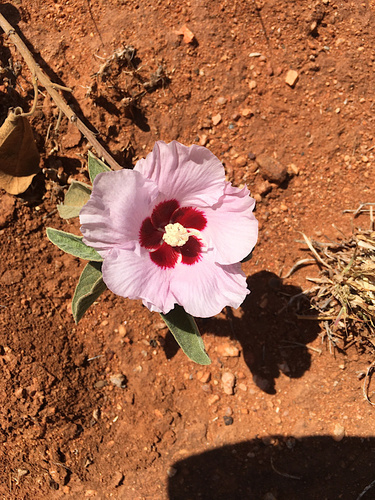Australian Desert Rose