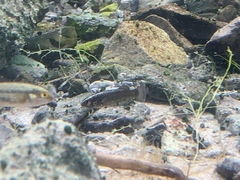 Crenichthys baileyi moapae