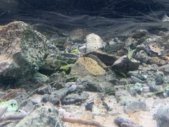Crenichthys baileyi moapae
