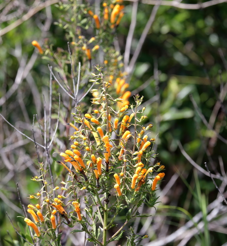 Image of Macranthera flammea by (c) Kim, some rights reserved (CC BY)