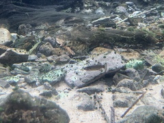 Crenichthys baileyi moapae